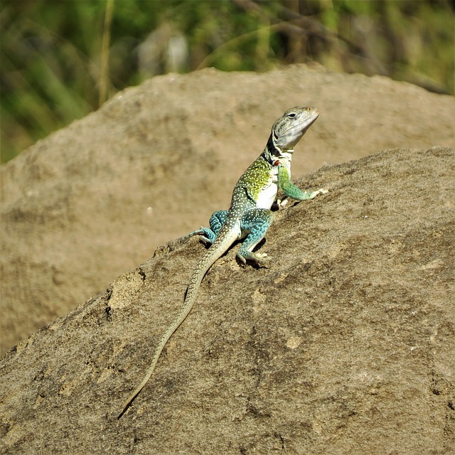 šta znači sanjati guštera