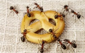 šta znači sanjati mrave mrava bebu rodu vodu