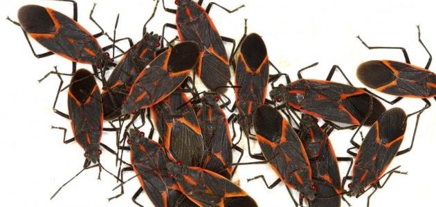 sanjati bube insekte