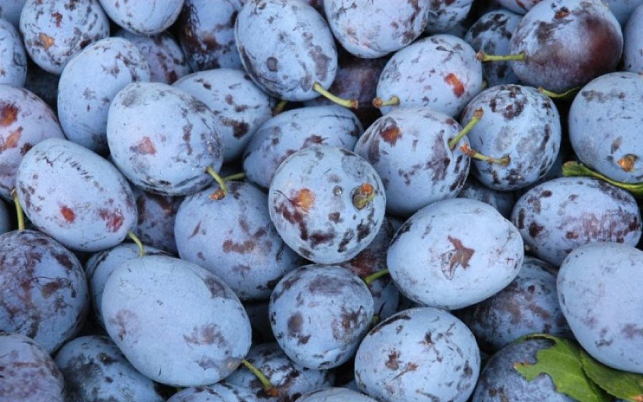 Šta znači sanjati Šljive Najbolji sanovnik i tumačenja snova