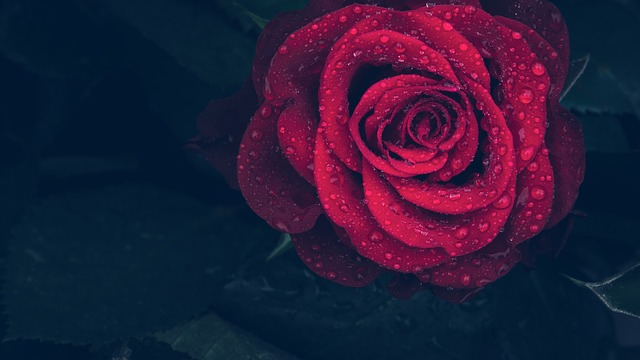 Ljubavne poruke bijele ruže