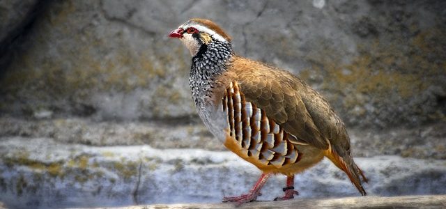 sanjati jarebicu znacenje sna