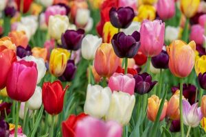 sta znaci sanjati lale tulipane znacenje sna