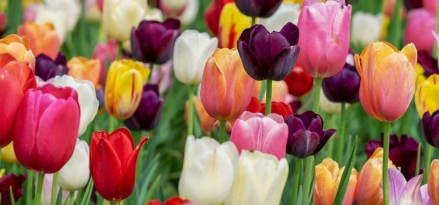 sta znaci sanjati lale tulipane znacenje sna