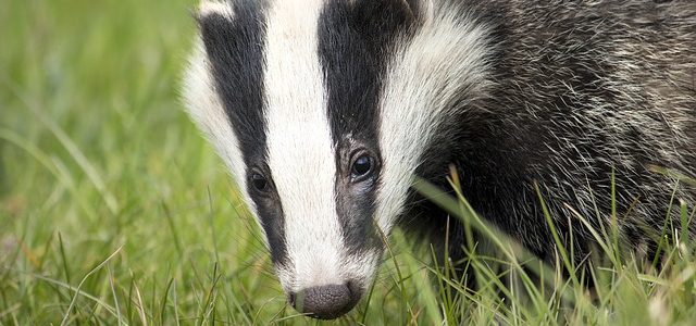 sanjati jazavca znacenje